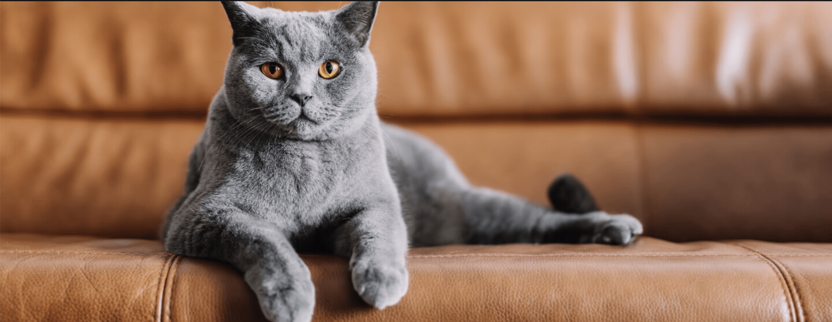 Cat resistant sofa online