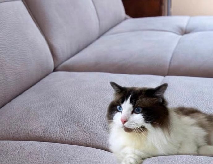 Home Atelier Denna Scratch Resistant Leather-Aire Foldable Sofa Bed with Mattress